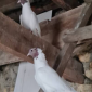 Продам иранскую пару красноголовых хохлатых голубей - фото № 1